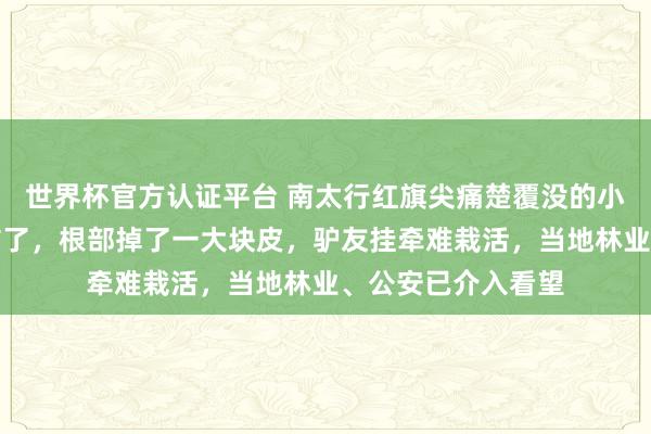 世界杯官方认证平台 南太行红旗尖痛楚覆没的小松树被暗暗还总结了，根部掉了一大块皮，驴友挂牵难栽活，当地林业、公安已介入看望
