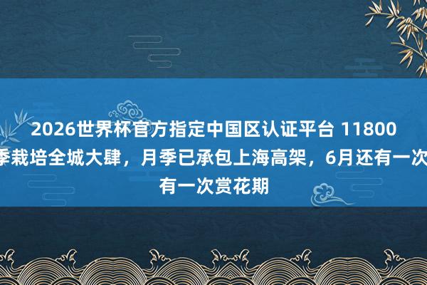 2026世界杯官方指定中国区认证平台 118000盆月季栽培全城大肆，月季已承包上海高架，6月还有一次赏花期
