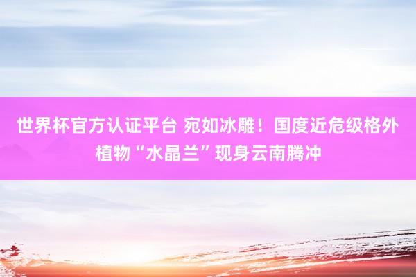 世界杯官方认证平台 宛如冰雕！国度近危级格外植物“水晶兰”现身云南腾冲